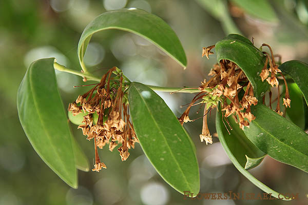 Acokanthera Oppositifolia