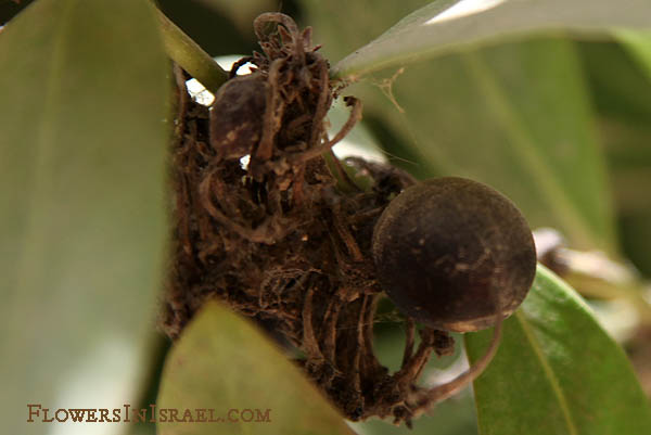 Acokanthera oppositifolia, Poison Bush, Bushman's Poison,חד-מאבק רעיל ,אקוקנטרה 