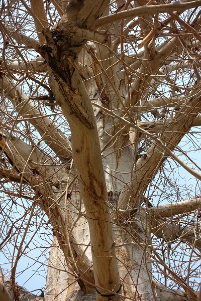 Adansonia digitata, Adansonia bahobab, Baobab, Upside-down Tree, באובב, אדנסוניה מאוצבעת,  تبلدي إصبعي