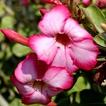 Adenium obesum, Israel, Flora, Flowers, Plants