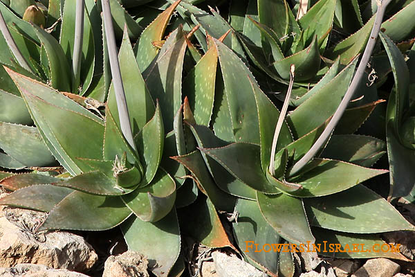 Aloe maculata, Aloe saponaria, Aloe latifolia, Aloe leptophylla, Broadleaf aloe, Soap Aloe, Zebra Aloe or African Aloe, אלוי סבוני