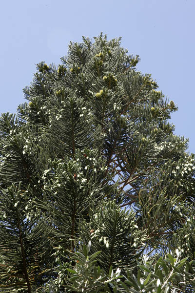 Araucaria heterophylla, Araucaria excelsa, Norfolk Island pine, אראוקריה רמה