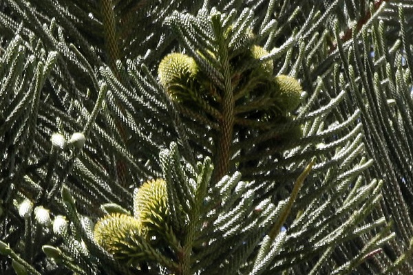 Araucaria heterophylla, Araucaria excelsa, Norfolk Island pine, אראוקריה רמה