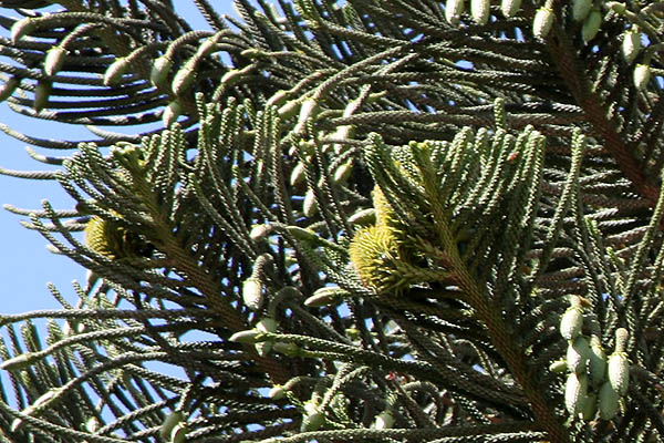 Araucaria heterophylla, Araucaria excelsa, Norfolk Island pine, אראוקריה רמה