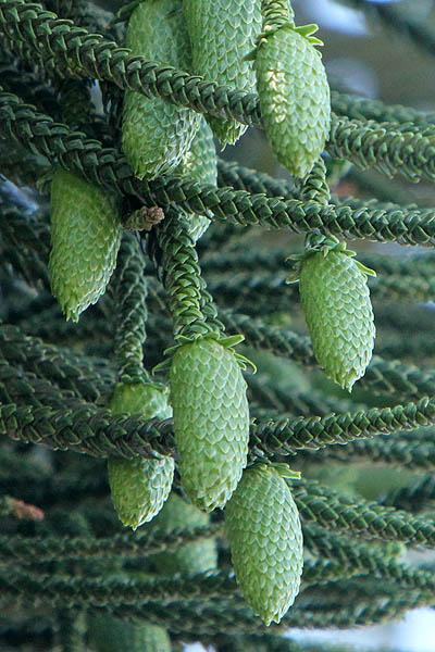 Araucaria heterophylla, Araucaria excelsa, Norfolk Island pine, אראוקריה רמה