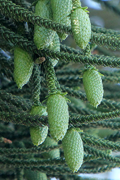 Norfolk Island Pine Seeds/araucaria Heterphylla/tree 