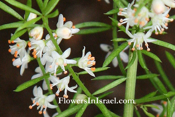 Flowers of Israel, flora en Israel