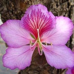 Bauhinia variegata, Israel, Flora, Flowers, Plants