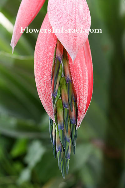 angel tears plant