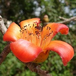 Bombax ceiba, Bombax malabaricum, Gossampinus malabarica, Salmalia malabarica, Israel, Flora, Flowers, Plants
