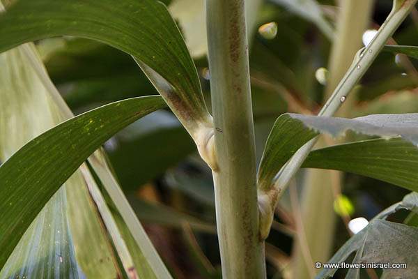 Caryota mitis, Caryota griffithii, Caryota sobolifera, Burmese fishtail palm, clustered fishtail palm, tufted fishtail palm, דקל זנב דג, Nakhlat câryôtâ