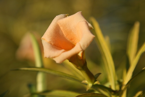Cascabela thevetia, Cascabela peruviana, Cerbera thevetia, Yellow oleander, Mexican oleander, Lucky Nut, Be-still Tree, תבטיה הרדופית,