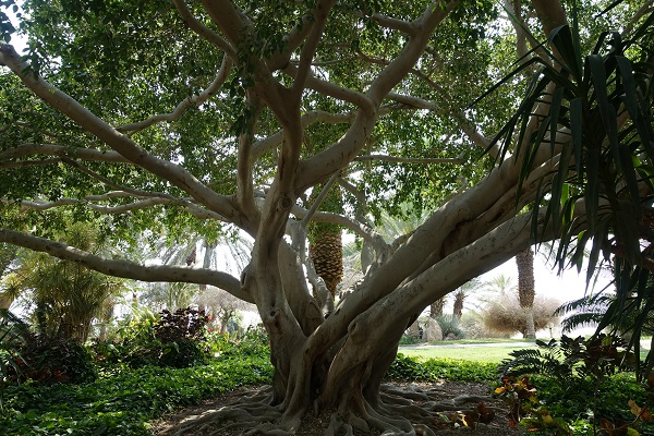 Ceiba pentandra, Eriodendron anfractuosum, White Silk Cotton Tree, Kapok Tree, צייבה מחומשת , قابوق خماسي الأسدية