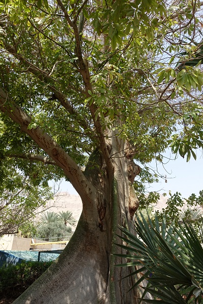 Arbol de Algodón (Ceiba) - Cotton tree (Ceiba), celta4