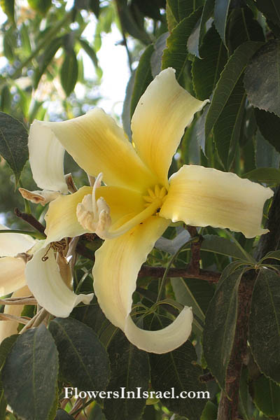 Chorisia insignis, Ceiba insignis, White Silk Floss Tree,