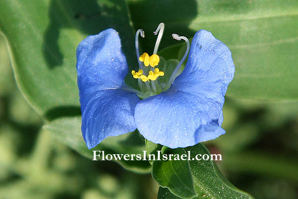 Flores em Israel, flores exóticas