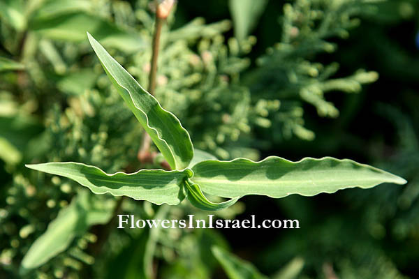 Commelina communis, Asiatic dayflower, Widow's Tears, קומלינה, ודמעות האלמנה