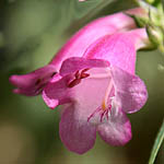 Digitalis purpurea, Israel, Flora, Flowers, Plants