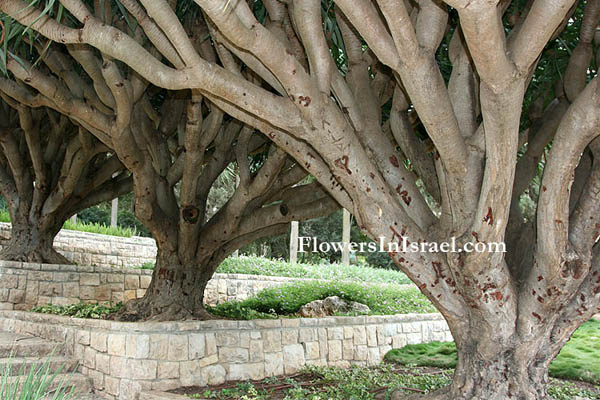 Martha's backyard, exotic flowers,Dracaena draco, Canary Island Dragon Tree, Drago, Dragon Tree, דרקנה קנרית , דרצנה קנרית, עץ הדרקון