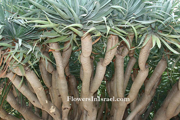 Martha's backyard, exotic flowers,Dracaena draco, Canary Island Dragon Tree, Drago, Dragon Tree, דרקנה קנרית , דרצנה קנרית, עץ הדרקון