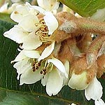 Eriobotrya japonica, Israel, Flora, Flowers, Plants