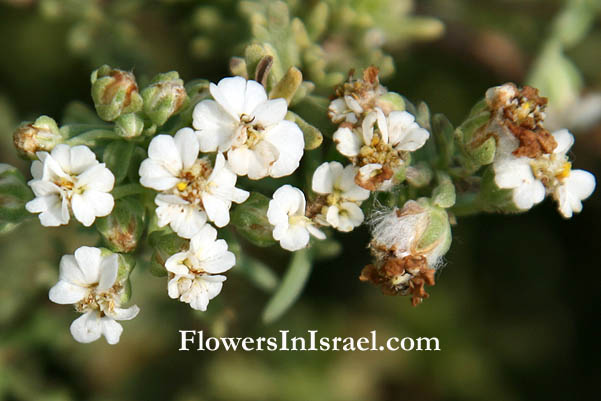 Israel exotic flowers, Flores em Israel, flores exóticas