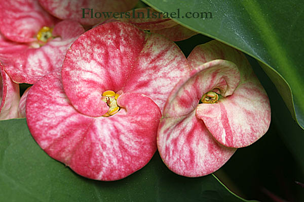 Euphorbia Millii, Euphorbia splendens, Crown of Thorns, Christplant,חלבלוב קוצני