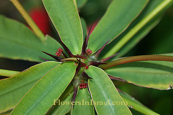 Euphorbia Millii, Euphorbia splendens, Crown of Thorns, Christplant,חלבלוב קוצני