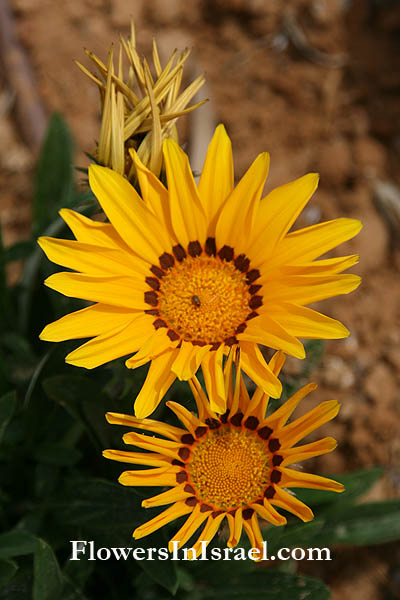 Gazania rigens, Treasure flower, גזניה ריגנס ,פרח הסתדרות, Histadrut flower/Union flower