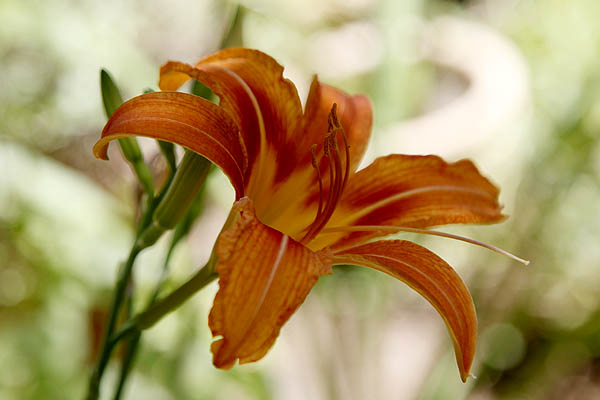 Hemerocallis fulva, Orange Daylily, Tawny Daylily, Tiger Daylily , Ditch Lily, המרוקליס כתום