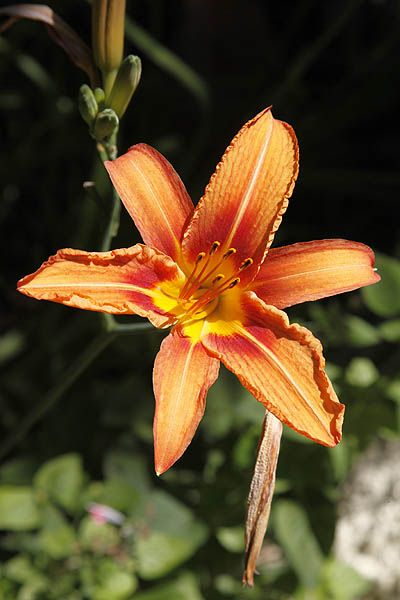 Hemerocallis fulva, Orange Daylily, Tawny Daylily, Tiger Daylily , Ditch Lily, המרוקליס כתום