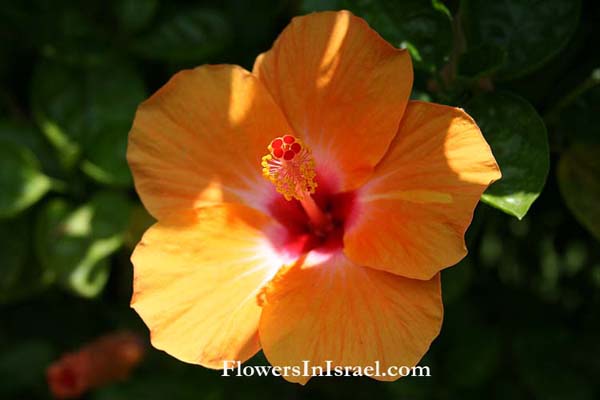 Hibiscus rosa-sinensis,Chinese hibiscus, Shoe flower, היביסקוס