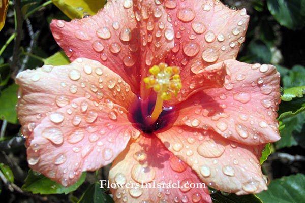 Hibiscus rosa-sinensis,Chinese hibiscus, Shoe flower, היביסקוס