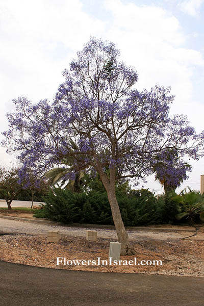 Jacaranda acutifolia,Jacaranda mimosifolia,Blue Jacaranda,ז'קרנדה חדת עלים ,סיגלון