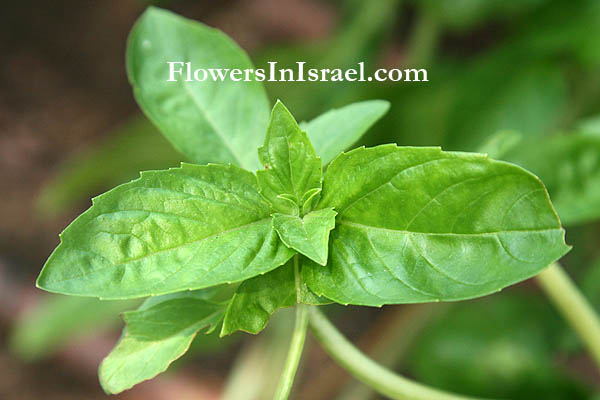 Plants in Israel Ocimum basilicum