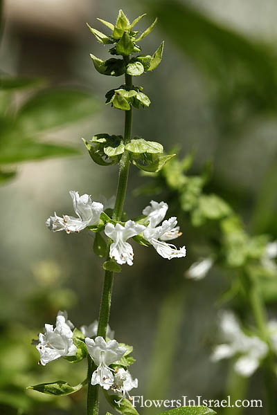 Plants in Israel Ocimum basilicum