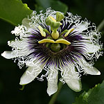 Passiflora edulis, Israel, Flora, Flowers, Plants