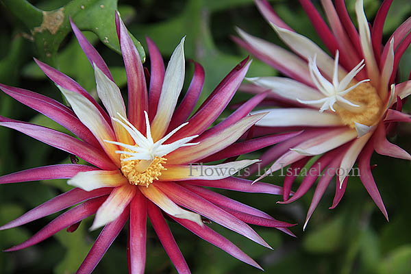 Israel, Exotic Flowers, Selenicereus anthonyanus