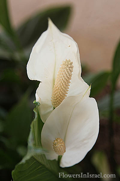 Spathiphyllum wallisii, Peace lily, White sails, Spathe flower, Cobra plant, ספטיפיליום וליס