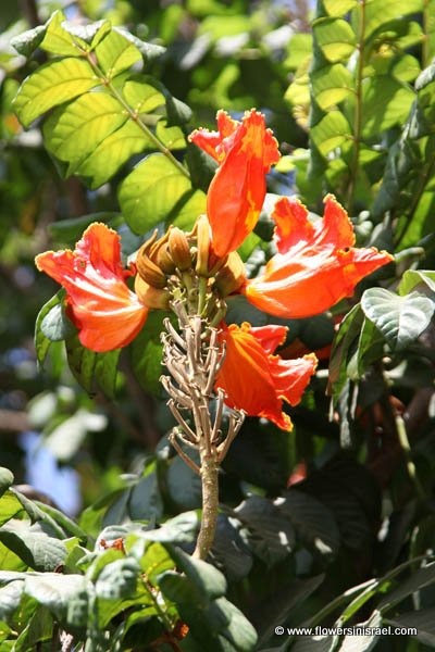 Spathodea campanulata, Spathodea nilotica, African Tulip Tree, Flame-of-the-Forest,עץ הטוליפ ,מתחלית פעמונית