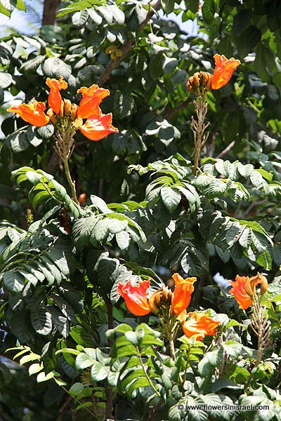 Spathodea campanulata, Spathodea nilotica, African Tulip Tree, Flame-of-the-Forest, עץ הטוליפ ,מתחלית פעמונית