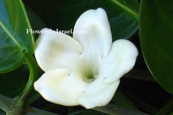 Martha's backyard, exotic flowers,Stephanotis floribunda, סטפנוטיס רב-פרחים