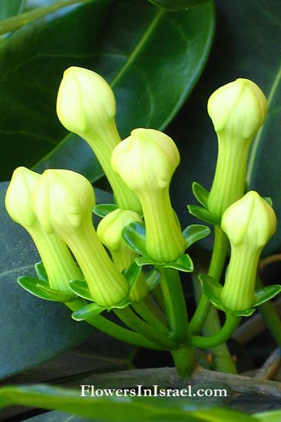 Martha's backyard, exotic flowers,Stephanotis floribunda, סטפנוטיס רב-פרחים