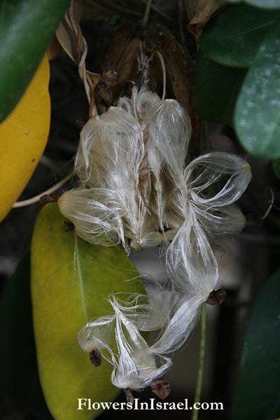 Martha's backyard, exotic flowers,Stephanotis floribunda, סטפנוטיס רב-פרחים