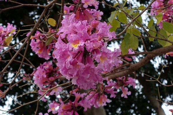 Tabebuia impetiginosa, Handroanthus impetiginosus, Purple Tabebuia, pink ipê, pink lapacho, pink trumpet tree, טבבויה איפה,  عيفقان