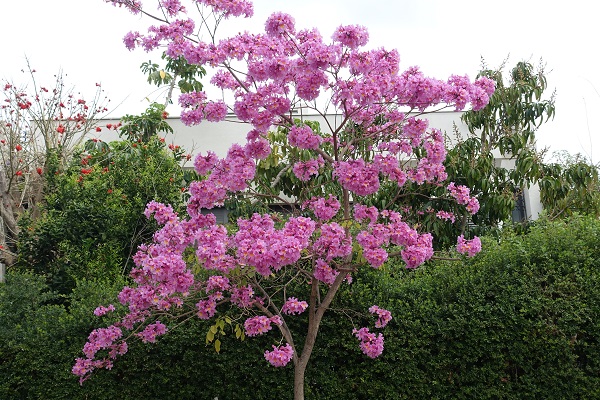 Propriétés plante Lapacho / Tabebuia impetiginosa - Myrtéa Formations