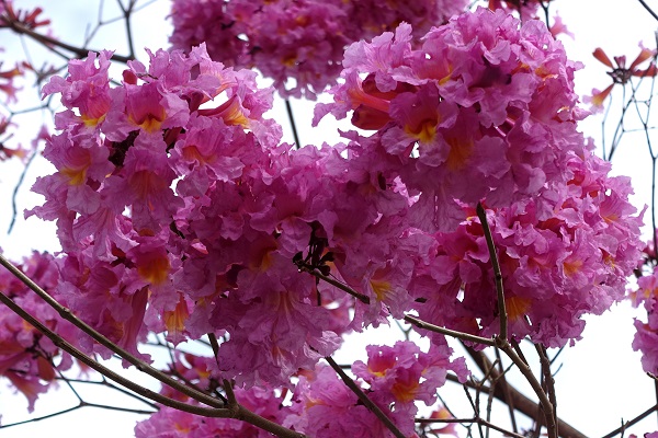 Lapacho (Tabebuia impetiginosa)