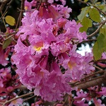 Tabebuia impetiginosa, Handroanthus impetiginosus, Purple Tabebuia, pink ipê,pink lapacho, pink trumpet tree, טבבויה איפה,  عيفقان