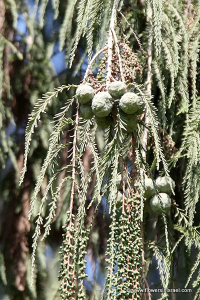 Taxodium distichum, Bald cypress, Swamp cypress,  تاكسوديم ,טקסודיון דו-טורי 