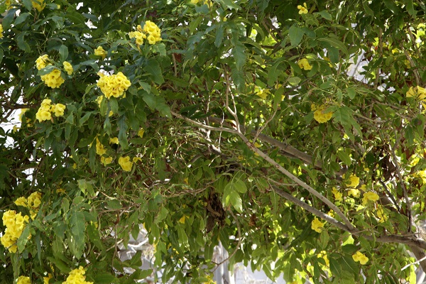 Tecoma castanifolia, Chestnutleaf Trumpet Bush, Gaudichaudi, דק פרי ערמוני, تيكومة كستنائية الأوراق